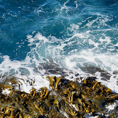 The State of the World’s Seaweeds