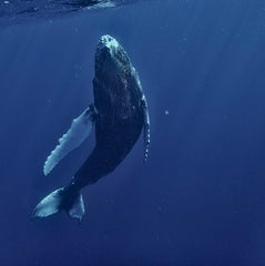 Why is the ocean so underinvested in?