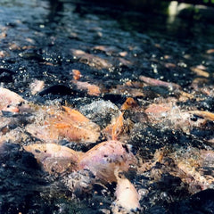 Research project shows how aquaculture, agriculture, and restoration can work together