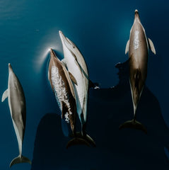 Social equity indicators for a Blue Economy: Guidelines for application