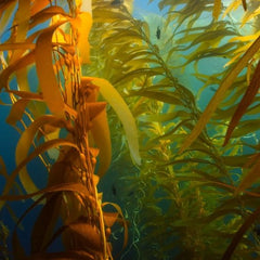 Seaweed – The Superfood Tackling Health Emissions And Food Security