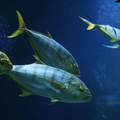 Tuna Turner: Investors Must Turn Up Transparency in the Tuna Industry