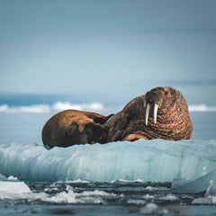 Identifying and closing gaps in corporate reporting of ocean impacts