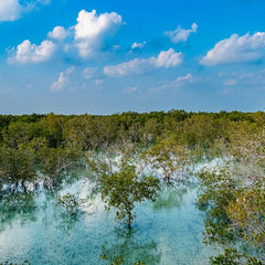 Strengthening Financial Pathways In Mangrove Conservation