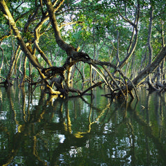 Walmart heir Lukas Walton’s $15bn bet on the environment