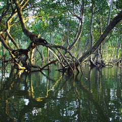 Implementation costs of restoring global mangrove forests