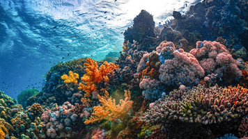Could freezing coral larvae protect reefs from ocean warming?