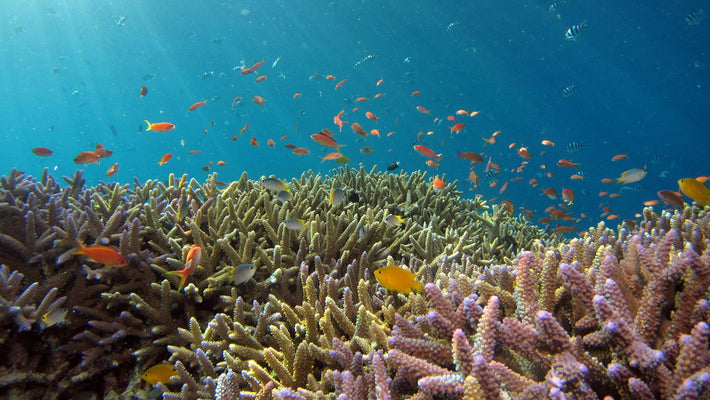 AI-Guided Robot Plants ‘Baby Corals’ Across the Great Barrier Reef