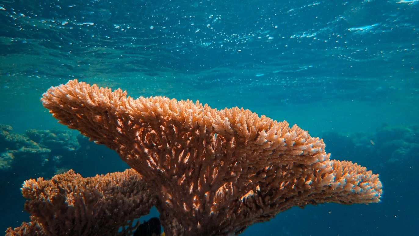 New Gel Could Boost Coral Reef Restoration