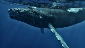 Protecting Blue Corridors