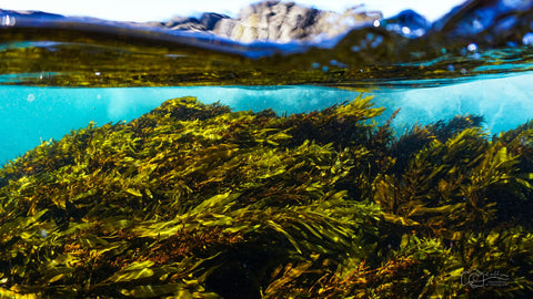 Researchers Explore ‘Biomining’ Seaweed for Critical Minerals