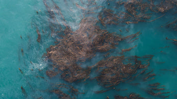 An Indian startup could revolutionize ocean farming with its 'sea combine harvester'